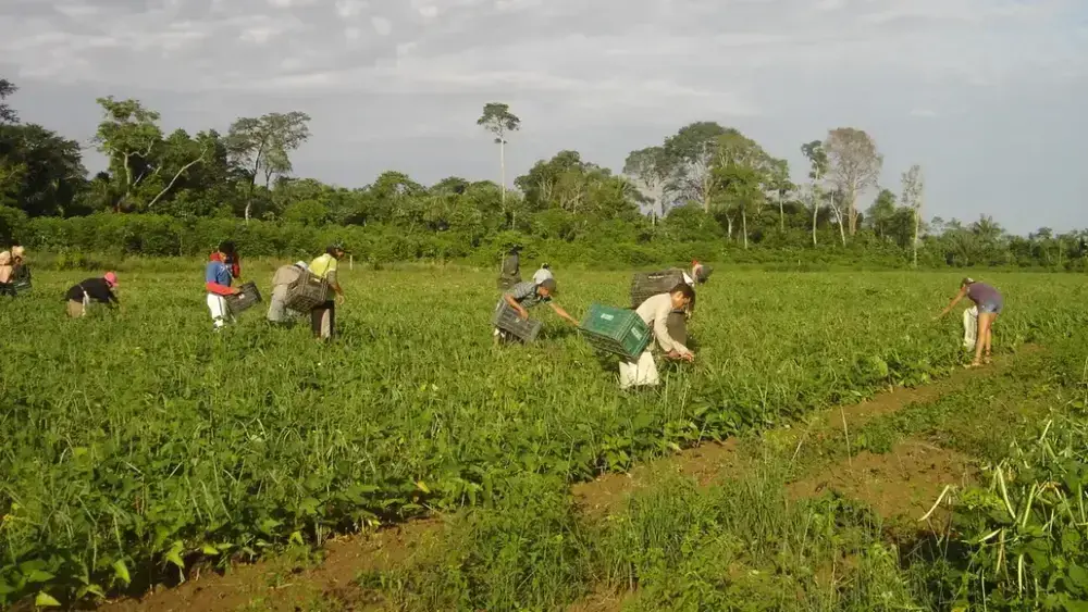 Agricultura familiar: 10 mil produtores abastecem o DF