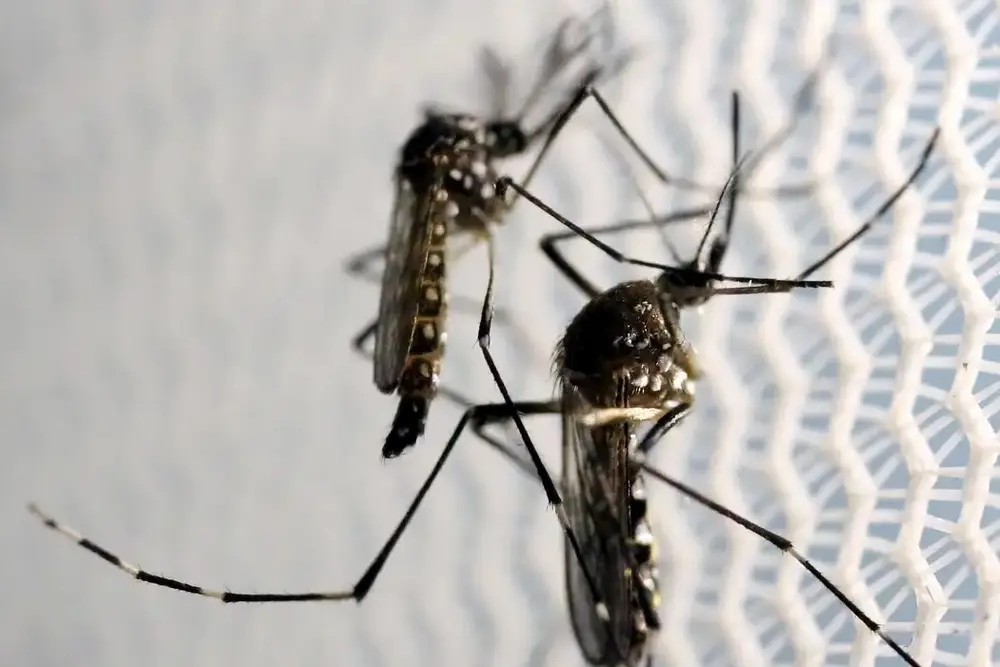 Butantan obtém aval da Anvisa para produzir vacina contra chikungunya