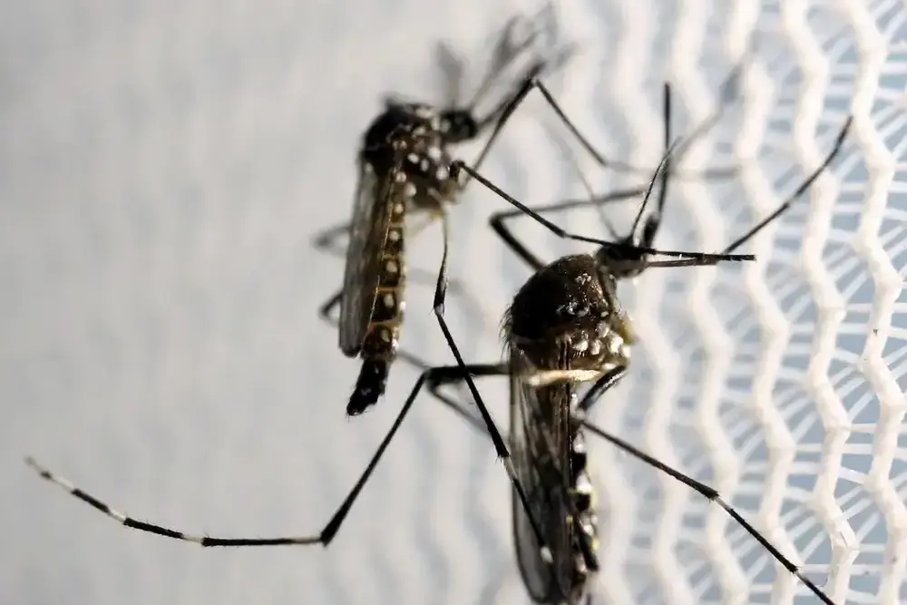 Butantan obtém aval da Anvisa para produzir vacina contra chikungunya