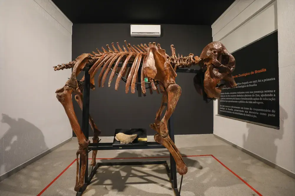 Museu do Zoo de Brasília reabre com esqueleto de girafa e acessibilidade