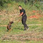 Cães policiais: 300 milhões de receptores olfativos em Brasília