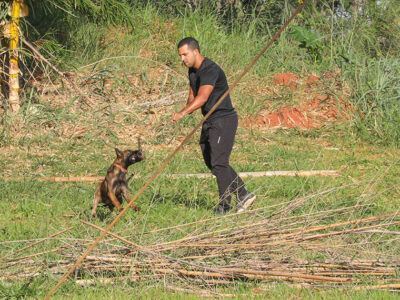 Cães policiais: 300 milhões de receptores olfativos em Brasília