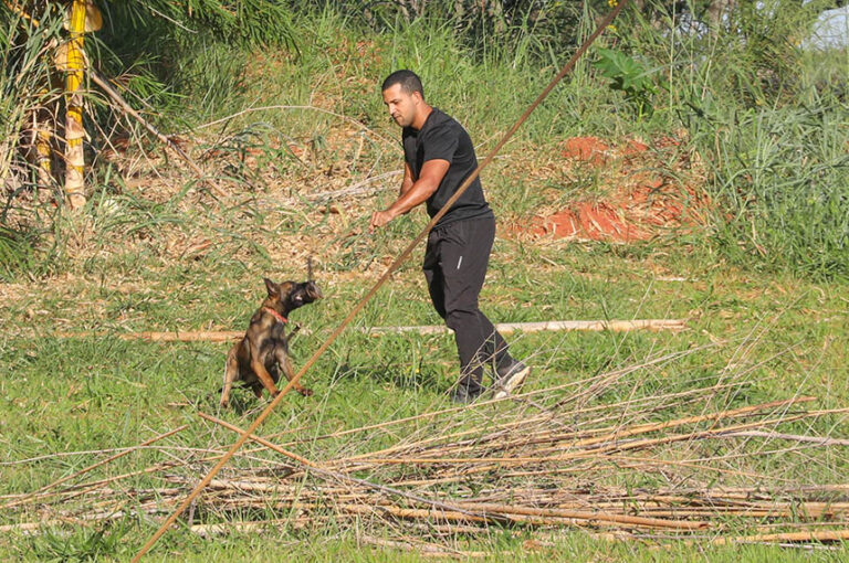 Cães policiais: 300 milhões de receptores olfativos em Brasília
