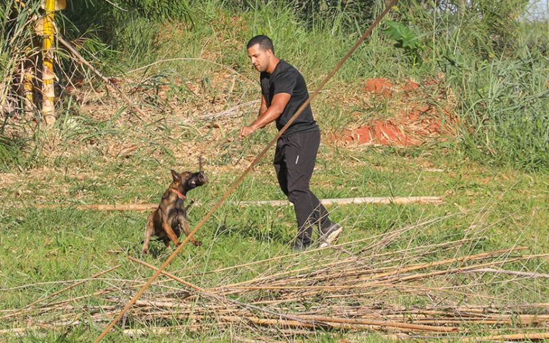 Cães policiais: 300 milhões de receptores olfativos em Brasília
