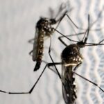 Butantan obtém aval da Anvisa para produzir vacina contra chikungunya