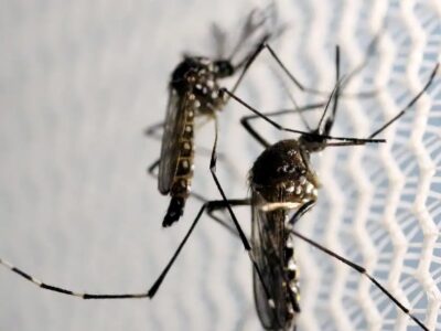 Butantan obtém aval da Anvisa para produzir vacina contra chikungunya