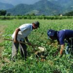 CAE aprova renegociação de dívidas rurais com fundo do pré-sal