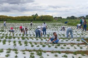 GDF certifica mais de 100 mulheres em programa rural